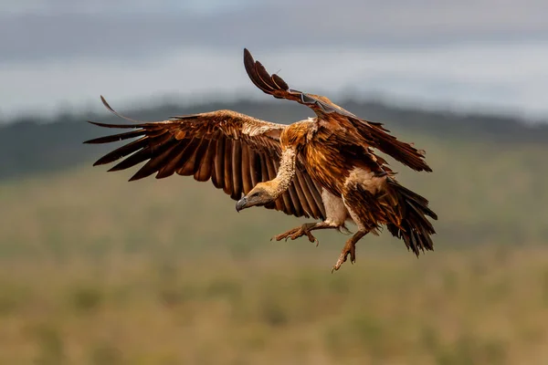 White Backed Vulture Gyps Africanus Vliegen Vlak Voor Landing Zimanga — Stockfoto