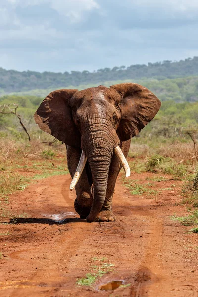 Encontro Próximo Com Touro Elefante Andando Uma Reserva Caça África — Fotografia de Stock