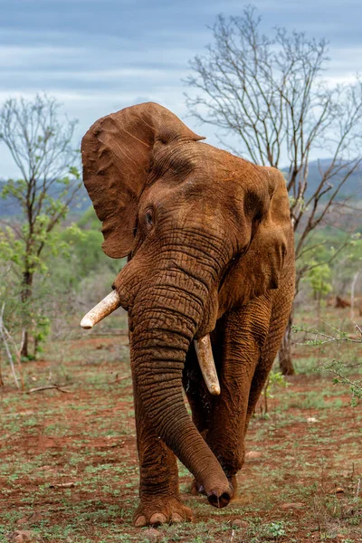 怒っている象の雄牛が南アフリカのKwa Zulu Natalのゲームリザーブに近づく必要があります — ストック写真