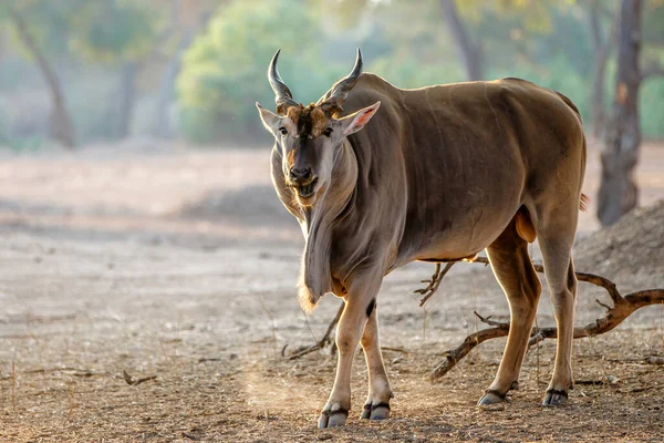 Bull Elande Comum Com Oxpecker Bico Vermelho Andando Parque Nacional — Fotografia de Stock