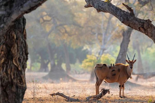 Територія Лісі Національного Парку Мана Пульс Сухий Сезон Зімбабве — стокове фото