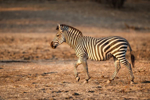 Zebra Στο Δάσος Mana Pools Εθνικό Πάρκο Κατά Την Περίοδο — Φωτογραφία Αρχείου