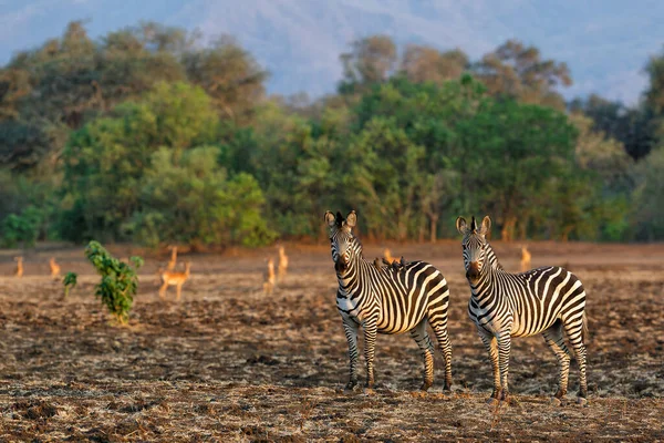 Zebra Forest Mana Pools National Park Dry Season Zimbabwe — Stock Photo, Image