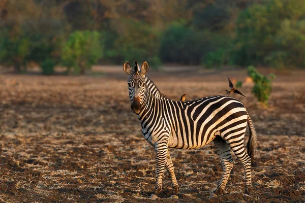 Zebra Lesie Parku Narodowego Mana Pools Porze Suchej Zimbabwe — Zdjęcie stockowe