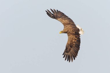 Beyaz Kuyruklu Kartal (Haliaeetus albicilla), Avrasya deniz kartalı ve beyaz kuyruklu deniz kartalı olarak da bilinir. Kartal, Polonya, Avrupa 'daki Oder nehrinde balık yakalamak için uçuyor..