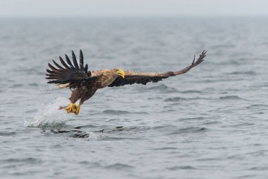 Beyaz Kuyruklu Kartal (Haliaeetus albicilla), Avrasya deniz kartalı ve beyaz kuyruklu deniz kartalı olarak da bilinir. Kartal, Polonya, Avrupa 'daki Oder nehrinde balık yakalamak için uçuyor..