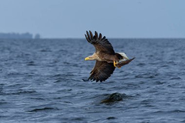 Beyaz Kuyruklu Kartal (Haliaeetus albicilla), Avrasya deniz kartalı ve beyaz kuyruklu deniz kartalı olarak da bilinir. Kartal, Polonya, Avrupa 'daki Oder nehrinde balık yakalamak için uçuyor..