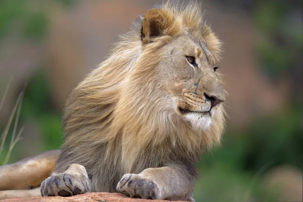 Male Lion Resting Rocky Hill Looking Nkomazi Game Reserve Badplaas — Stock Fotó