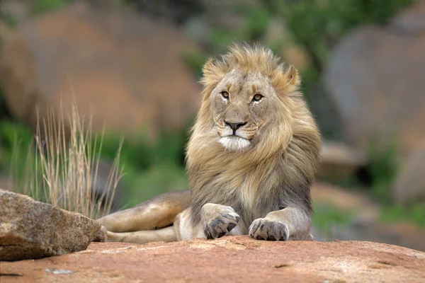 Male Lion Resting Rocky Hill Looking Nkomazi Game Reserve Badplaas — Stock Fotó