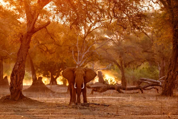 Gajah Jantan Mencari Makanan Pada Sore Hari Musim Kemarau Hutan — Stok Foto