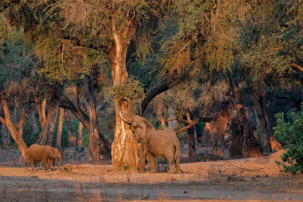 Elefantenmännchen Auf Nahrungssuche Späten Nachmittag Der Trockenzeit Wald Hoher Bäume — Stockfoto