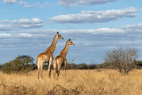 Jerapah Afrika Selatan Giraffa Giraffa Giraffa Atau Jerapah Cape Berjalan — Stok Foto