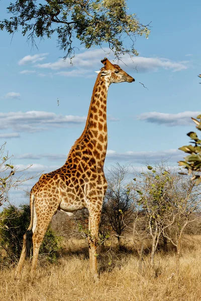 在南非克鲁格国家公园 南非长颈鹿 长颈鹿 或长颈鹿角带着蓝天在草原上行走 — 图库照片