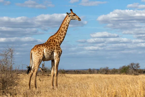 Καμηλοπάρδαλη Νότιας Αφρικής Καμηλοπάρδαλη Giraffa Καμηλοπάρδαλη Ακρωτηρίου Περπατώντας Στη Σαβάνα — Φωτογραφία Αρχείου
