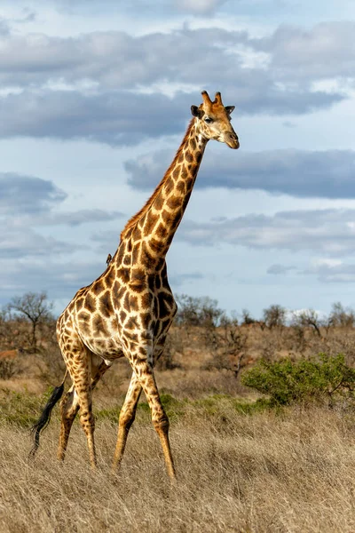 Южноафриканский Жираф Жираф Жираф Жираф Мыс Идущий Саванне Голубым Небом — стоковое фото