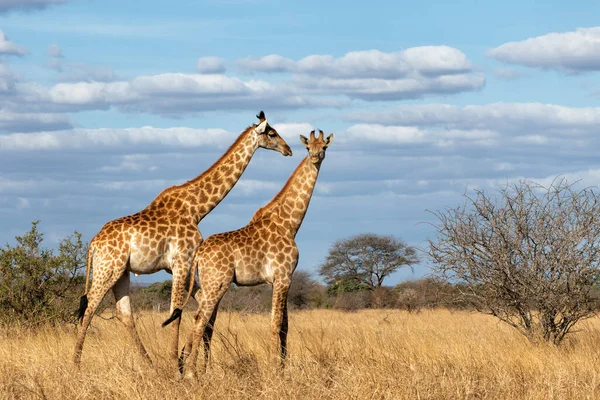 Südafrikanische Giraffe Giraffa Giraffa Giraffa Oder Kap Giraffe Beim Spaziergang — Stockfoto