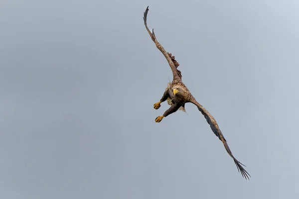 White Tail Eagle Haliaeetus Albicilla Também Conhecida Como Águia Marinha — Fotografia de Stock