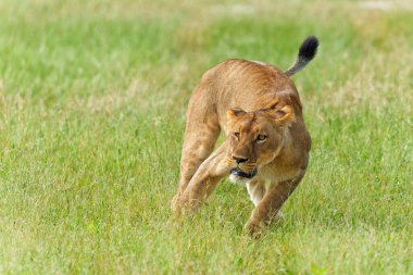   Yeşil sezonda Afrika aslanı (Panthera leo). Yetişkin dişi aslanlar sabahları Botsvana 'daki Okavango Deltası' nda dolaşıyorlar..                             