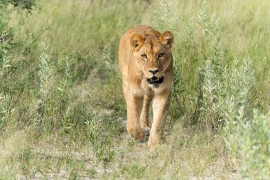   Yeşil sezonda Afrika aslanı (Panthera leo). Yetişkin dişi aslanlar sabahları Botsvana 'daki Okavango Deltası' nda dolaşıyorlar..                             