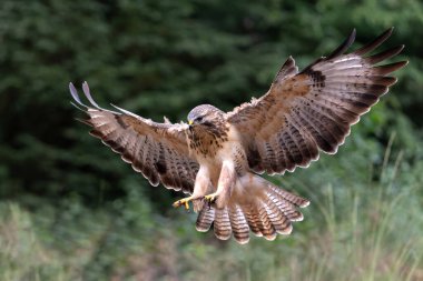 Hollanda 'daki ormanda Akbaba (Buteo buteo) uçuyor