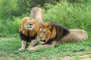 Güzel baskın aslan erkek. Aslan (Panthera leo) Güney Afrika 'da Kwa Zul Natal' da Mkuze Falls oyun parkında erkek avı