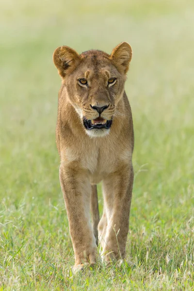Leão Africano Panthera Leo Estação Verde Leoas Sub Adultas Andando — Fotografia de Stock
