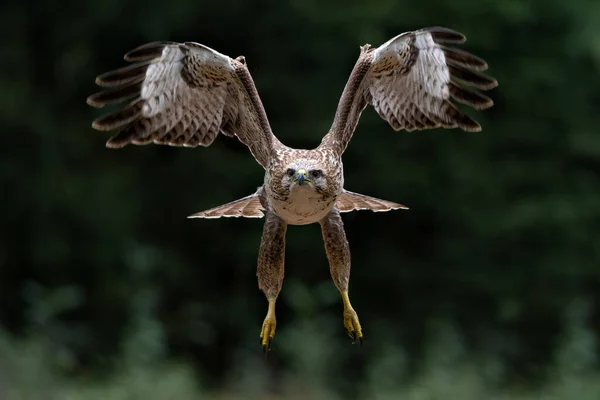 Buitre Común Buteo Buteo Volando Bosque Los Países Bajos — Foto de Stock