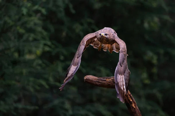 Myszołów Zwyczajny Buteo Buteo Latający Lesie Holandii — Zdjęcie stockowe