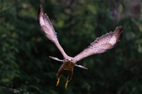 Κοινή Buzzard Buteo Buteo Που Πετούν Στο Δάσος Των Κάτω — Φωτογραφία Αρχείου