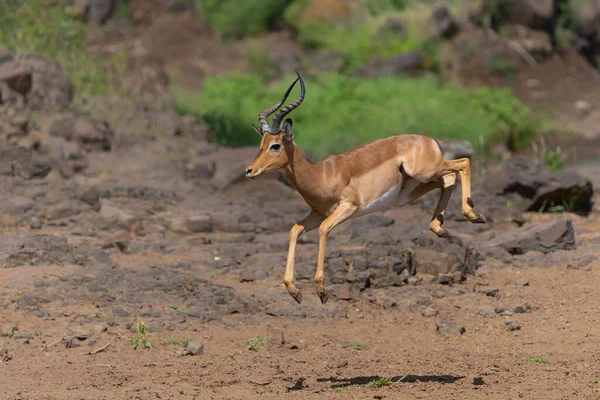 Impala Männchen Springen Mashatu Game Reserve Tuli Block Botswana — Stockfoto