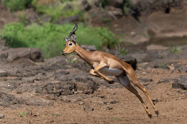 Impala Laki Laki Melompat Mashatu Game Reserve Blok Tuli Botswana — Stok Foto