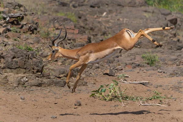 Impala Macho Pulando Mashatu Game Reserve Bloco Tuli Botsuana — Fotografia de Stock