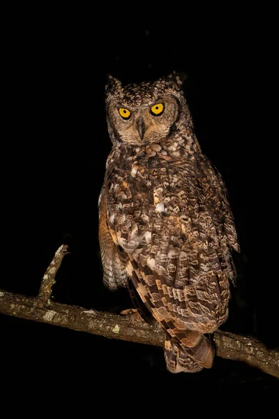 Plettet Ørn Ugle Natten Denne Plettet Eagle Owl Bubo Africanus - Stock-foto