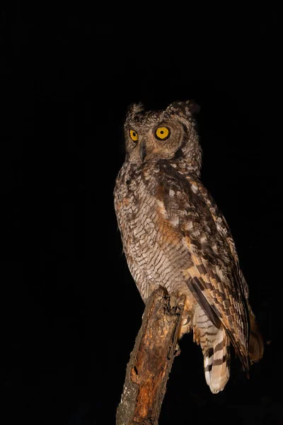 Såg Örnugglan Natten Denna Spotted Eagle Owl Bubo Africanus Satt — Stockfoto