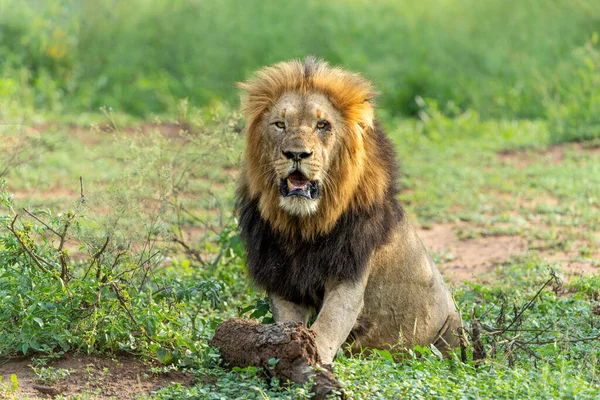 Piękny Dominujący Samiec Lwa Polowanie Lwy Panthera Leo Mkuze Falls — Zdjęcie stockowe