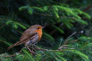 Avrupalı Robin (Erithacus rubecula) Hollanda ormanında bir dalda oturuyor. Koyu arkaplan.