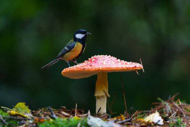 Great Tit (Parus major) on a fly amanita mushroom (Amanita muscaria) in the autumn in a forest in the Netherlands