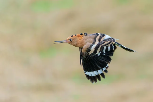 Eurasian Hoopoe Upupa Epops Flying While Searching Food Meadow Netherlands — Fotografia de Stock