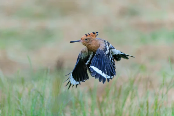 Eurasian Hoopoe Upupa Epops Flying While Searching Food Meadow Netherlands — Foto Stock