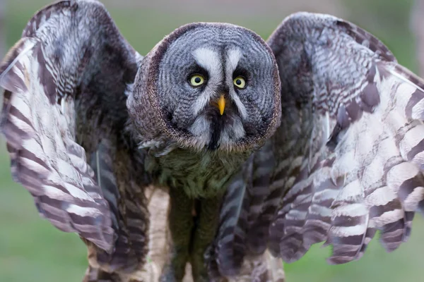 Great Grey Owl Strix Owl Туманность Стрикс Летящая Берегу Озера — стоковое фото