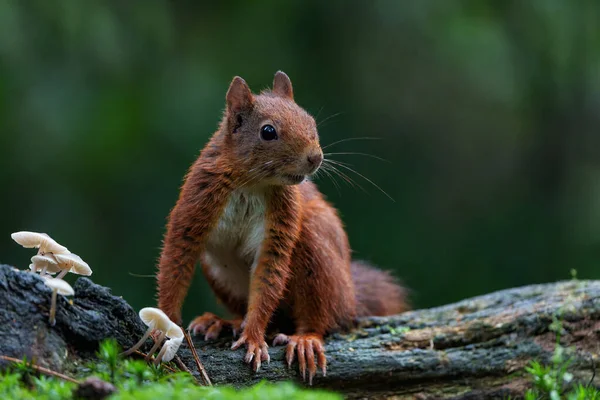 在荷兰南部的森林里 欧亚红松鼠 Sciurus Vulgaris 在寻找食物 — 图库照片