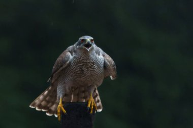 Hollanda 'nın Noord Brabant ormanında siyah bir arka planı olan bir kutup üzerinde oturan kuzey kartalı (accipiter gentilis)