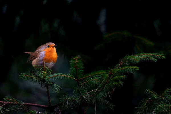 European Robin Erithacus Rubecula Sitting Branch Forest Netherlands Dark Background — Stock Photo, Image