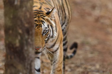 Tiger, Bengal Tiger (Panthera tigris Tigris), Hindistan 'daki Bandhavgarh Ulusal Parkı' nda takılıyor.