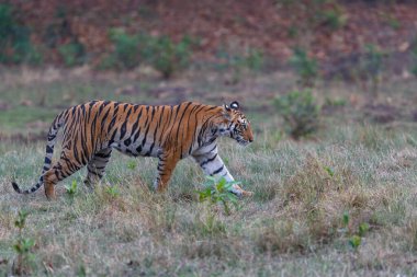 Tiger, Bengal Tiger (Panthera tigris Tigris), Hindistan 'daki Bandhavgarh Ulusal Parkı' nda takılıyor.