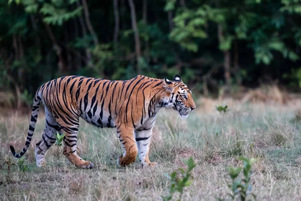 Tiger Bengal Tiger Panthera Tigris Tigris Hanging Bandhavgarh National Park — Stock Photo, Image