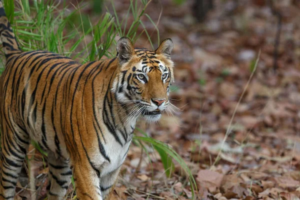 Tijger Bengaalse Tijger Panthera Tigris Tigris Rondhangen Bandhavgarh National Park — Stockfoto