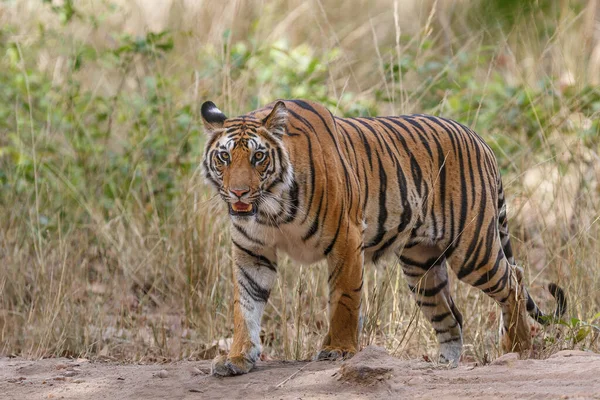 Tijger Bengaalse Tijger Panthera Tigris Tigris Rondhangen Bandhavgarh National Park — Stockfoto