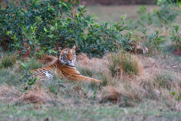 Tigre Tigre Bengale Panthera Tigris Tigre Traînant Dans Parc National — Photo