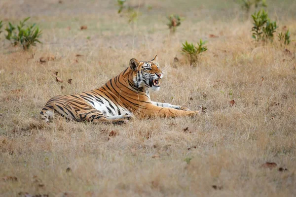 Tigre Tigre Bengala Tigre Panthera Pendurado Parque Nacional Bandhavgarh Índia — Fotografia de Stock